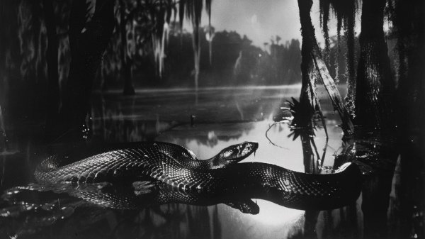 Мертвый штиль Ла-Манчины: Тёмный танец змей в болоте. midjourney