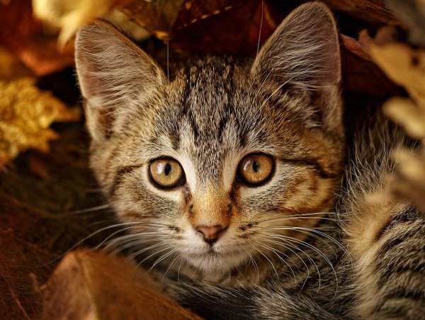 Осенний котенок в листве: очаровательный взгляд и яркий мех. Картинка из нейросети Midjourney