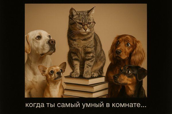 Котик-ученый и растерянные псы. Изображение из нейронной сети Sora images Ai