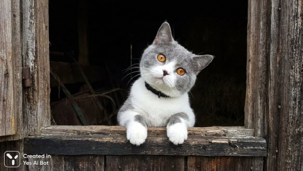 Загадочный взгляд сквозь щель: любопытный кот в старинном доме. Картинка из нейросети NanoBanana